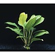 Wasserpflanze Anubias heterophylla Wasserpflanze Anubias heterophylla
