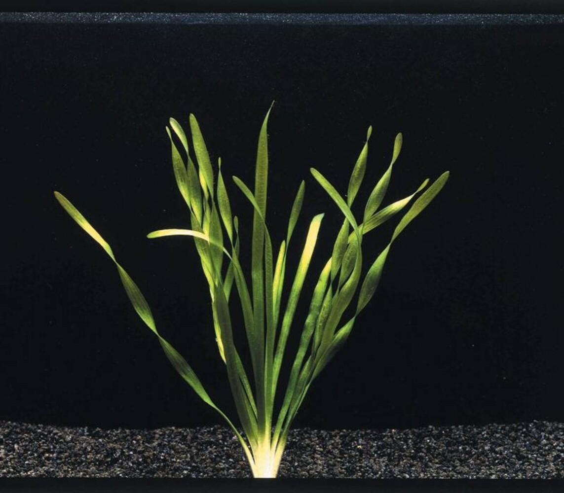 Wasserpflanze Vallisneria Torta Bund Wasserpflanze Vallisneria Torta Bund