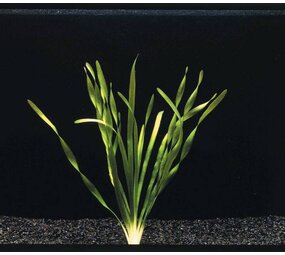 Waterplant Vallisneria Torta Bund
