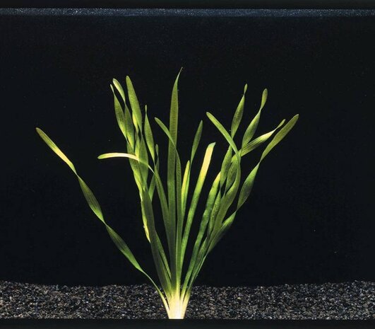 Wasserpflanze Vallisneria Torta Bund Wasserpflanze Vallisneria Torta Bund