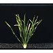 Wasserpflanze Vallisneria Torta Bund Wasserpflanze Vallisneria Torta Bund