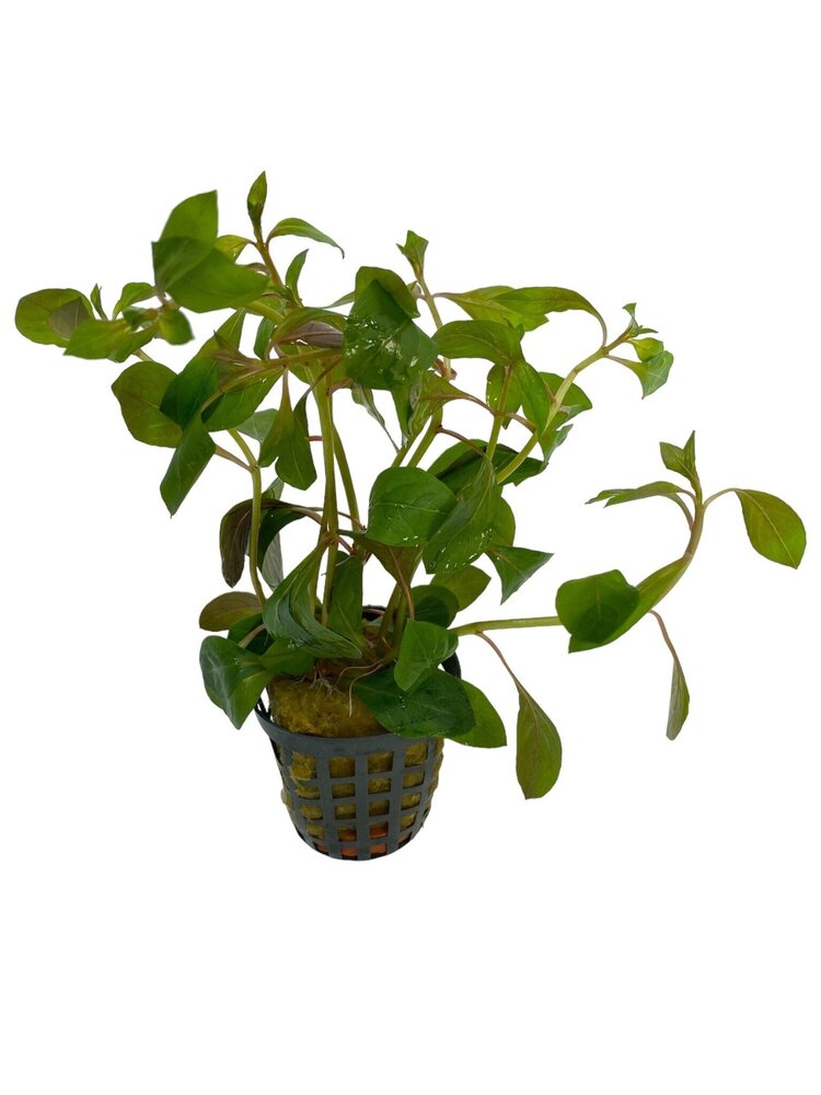 Waterplant Ludwigia glandulosa Waterplant Ludwigia glandulosa