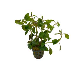 Wasserpflanze Ludwigia glandulosa