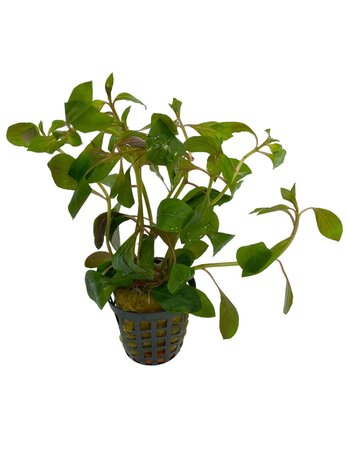 Waterplant Ludwigia glandulosa Waterplant Ludwigia glandulosa