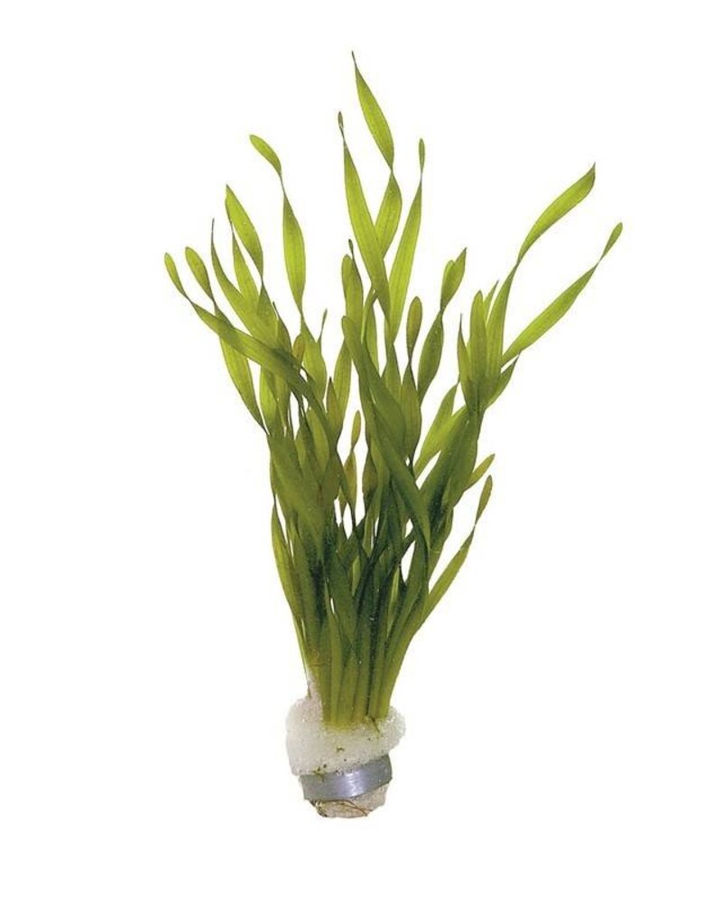 Wasserpflanze Vallisneria Torta Bund Wasserpflanze Vallisneria Torta Bund