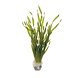 Waterplant Vallisneria Torta Bund Waterplant Vallisneria Torta Bund