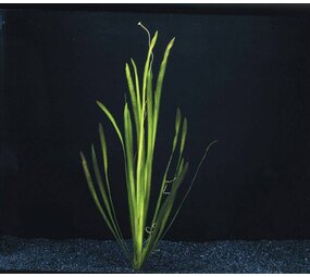 Wasserpflanze Vallisneria Spiralis Bund