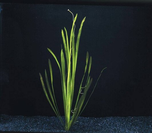 Wasserpflanze Vallisneria Spiralis Bund Wasserpflanze Vallisneria Spiralis Bund