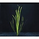 Wasserpflanze Vallisneria Spiralis Bund Wasserpflanze Vallisneria Spiralis Bund