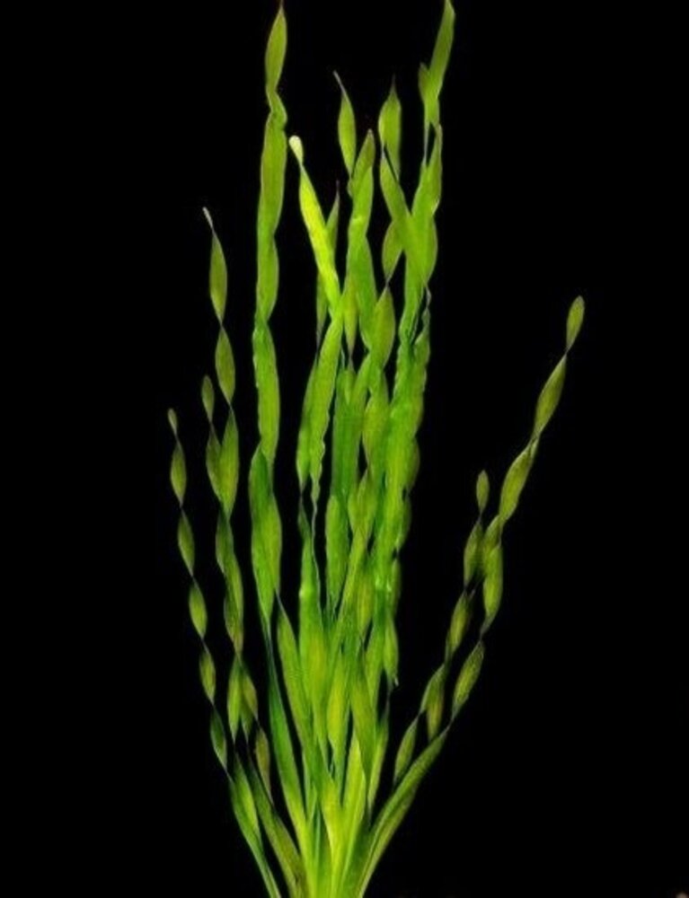 Wasserpflanze Vallisneria Torta Bund Wasserpflanze Vallisneria Torta Bund