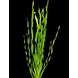 Wasserpflanze Vallisneria Torta Bund Wasserpflanze Vallisneria Torta Bund