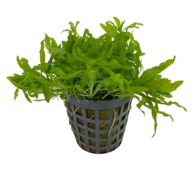 Wasserpflanze Pogostemon Helferi