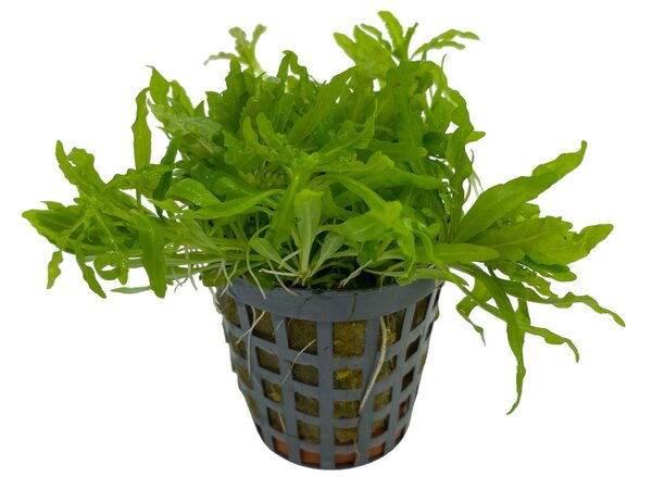 Waterplant Pogostemon Helferi Waterplant Pogostemon Helferi