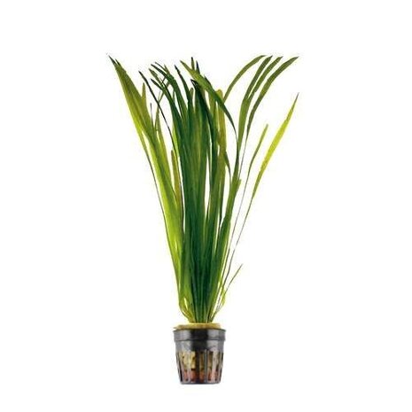 Wasserpflanze Vallisneria Spiralis Bund Wasserpflanze Vallisneria Spiralis Bund