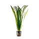 Wasserpflanze Vallisneria Spiralis Bund Wasserpflanze Vallisneria Spiralis Bund