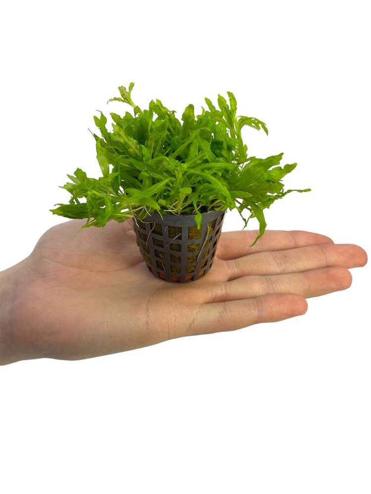 Waterplant Pogostemon Helferi Waterplant Pogostemon Helferi