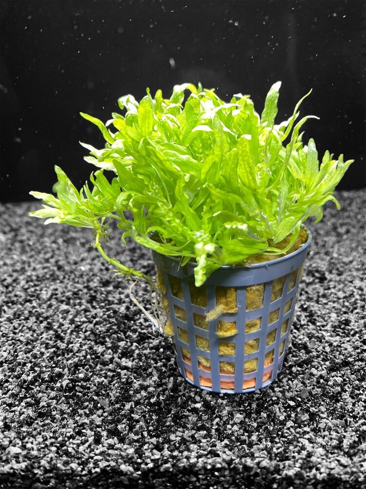 Waterplant Pogostemon Helferi Waterplant Pogostemon Helferi