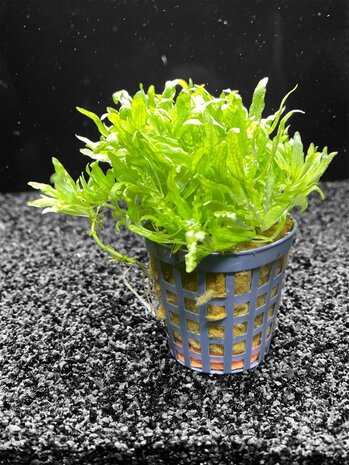 Waterplant Pogostemon Helferi Waterplant Pogostemon Helferi