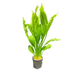 Wasserpflanze Echinodorus Bleheri