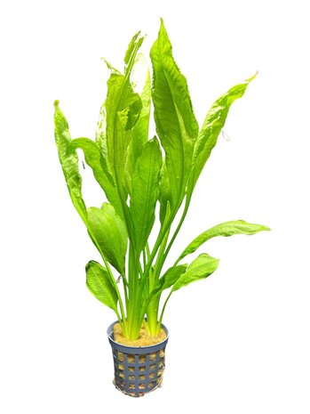 Waterplant Echinodorus Bleheri Waterplant Echinodorus Bleheri