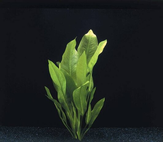 Waterplant Echinodorus Bleheri Waterplant Echinodorus Bleheri