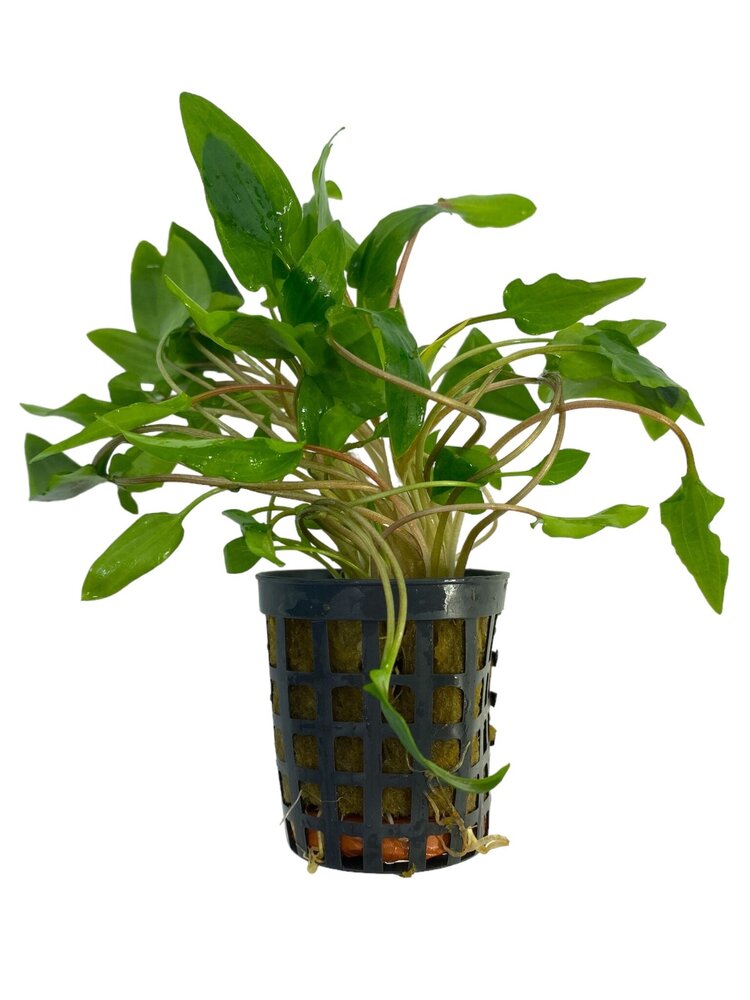 Wasserpflanze Cryptocoryne Wendtii grün Wasserpflanze Cryptocoryne Wendtii grün
