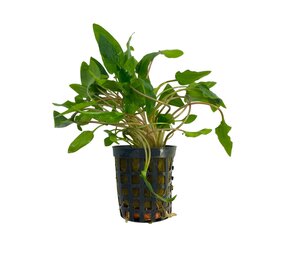Waterplant Cryptocoryne Wendtii grün