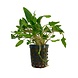 Wasserpflanze Cryptocoryne Wendtii grün Wasserpflanze Cryptocoryne Wendtii grün