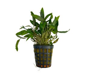 Wasserpflanze Cryptocoryne Wendtii Braun