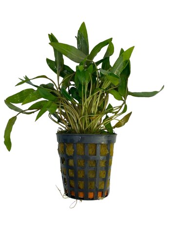 Wasserpflanze Cryptocoryne Wendtii Braun Wasserpflanze Cryptocoryne Wendtii Braun