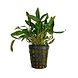 Wasserpflanze Cryptocoryne Wendtii Braun Wasserpflanze Cryptocoryne Wendtii Braun