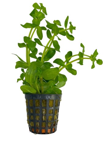 Wasserpflanze Bacopa Amplexicaulis Wasserpflanze Bacopa Amplexicaulis