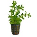 Wasserpflanze Bacopa Amplexicaulis Wasserpflanze Bacopa Amplexicaulis