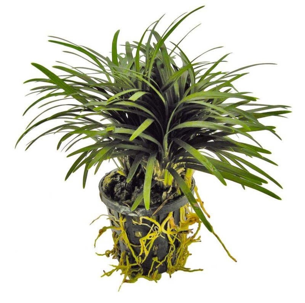 AquastoreXL Plantybox