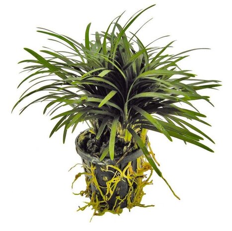 AquastoreXL Plantybox