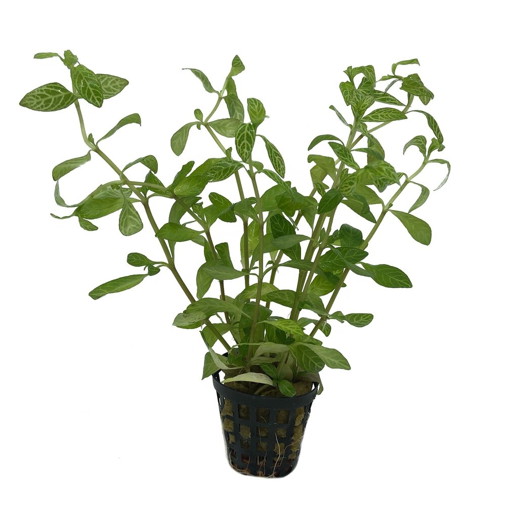 AquastoreXL Plantybox