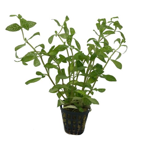 AquastoreXL Plantybox