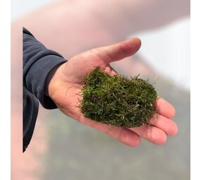 Waterplant Vesicularia Dubyana Moos im Schälchen