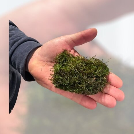Waterplant Vesicularia Dubyana Moos im Schälchen