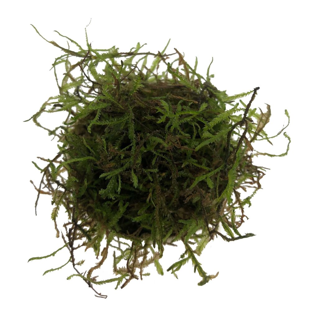 Waterplant Vesicularia Dubyana Moos im Schälchen