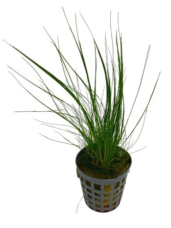 Wasserpflanze Eleocharis Acicularis Nadelschlauchgras Wasserpflanze Eleocharis Acicularis Nadelschlauchgras