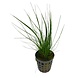 Wasserpflanze Eleocharis Acicularis Nadelschlauchgras Wasserpflanze Eleocharis Acicularis Nadelschlauchgras