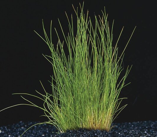 Wasserpflanze Eleocharis Acicularis Nadelschlauchgras Wasserpflanze Eleocharis Acicularis Nadelschlauchgras