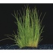 Wasserpflanze Eleocharis Acicularis Nadelschlauchgras Wasserpflanze Eleocharis Acicularis Nadelschlauchgras