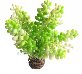 biOrb Grüne Caulerpa