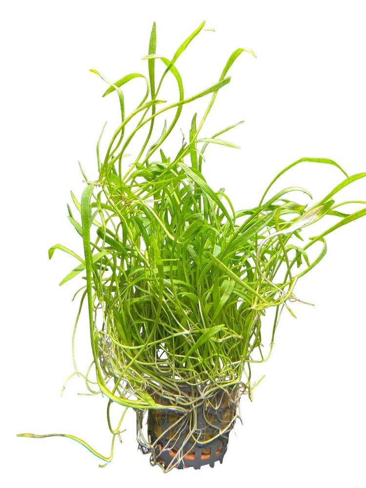 Waterplant Lilaeopsis Novea-Zealandia