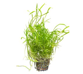 Wasserpflanze Lilaeopsis Novea-Zealandia