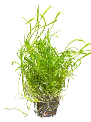 Waterplant Lilaeopsis Novea-Zealandia