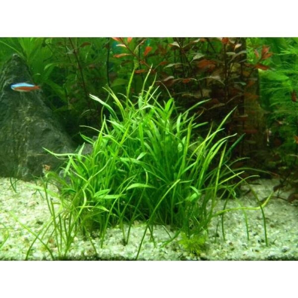 Wasserpflanze Lilaeopsis Novea-Zealandia Wasserpflanze Lilaeopsis Novea-Zealandia
