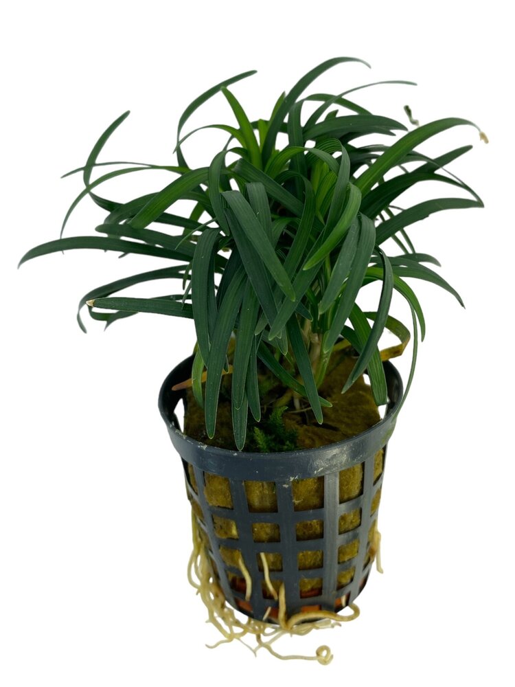 Wasserpflanze Ophiopogon Kyoto Wasserpflanze Ophiopogon Kyoto